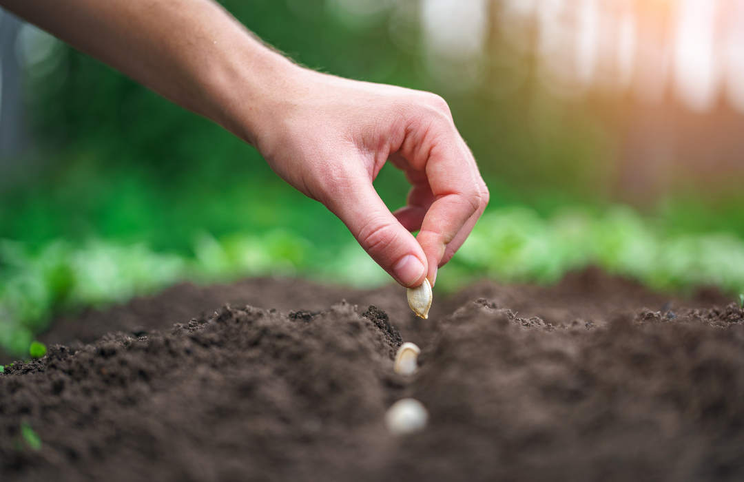 What are the benefits of direct sowing?